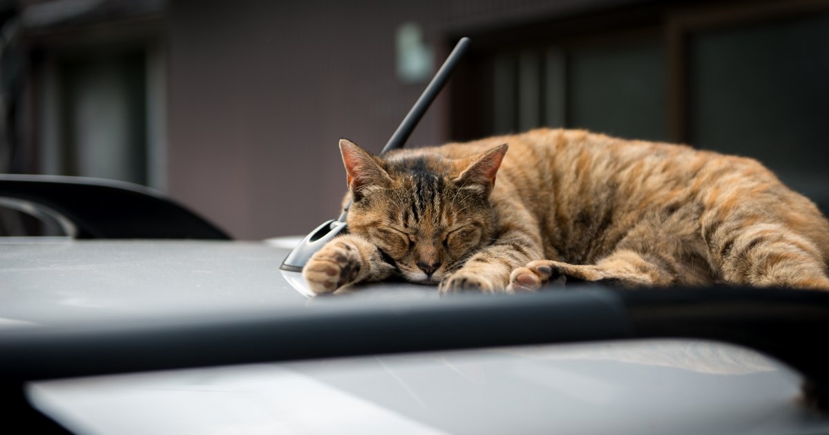 Katzen von deinem Auto fernhalten: 10 Schritte (mit Bildern) – wikiHow